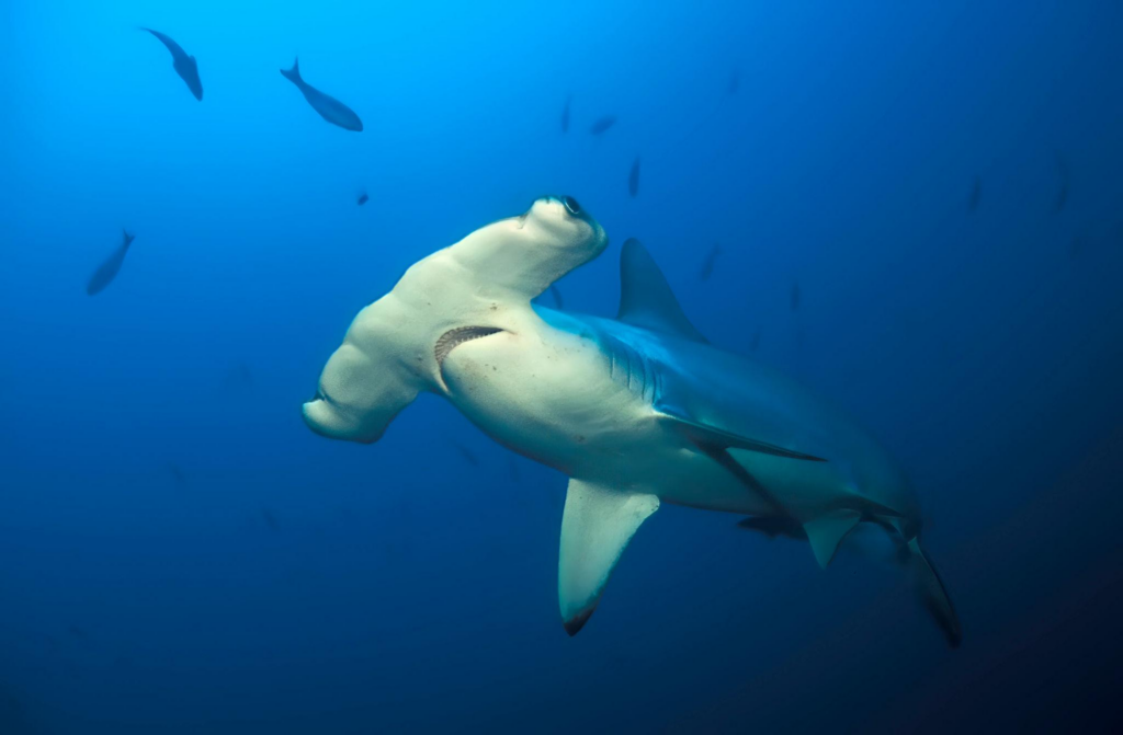Scalloped hammerhead shark swimming underwater, one of the species recorded inside the crater of Kavachi volcano.
